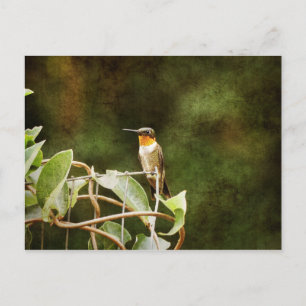 Ruby Throated Hummingbird Postcard