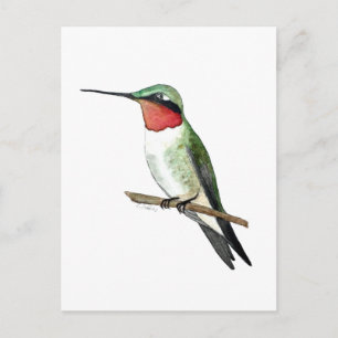 Ruby-throated Hummingbird Postcard