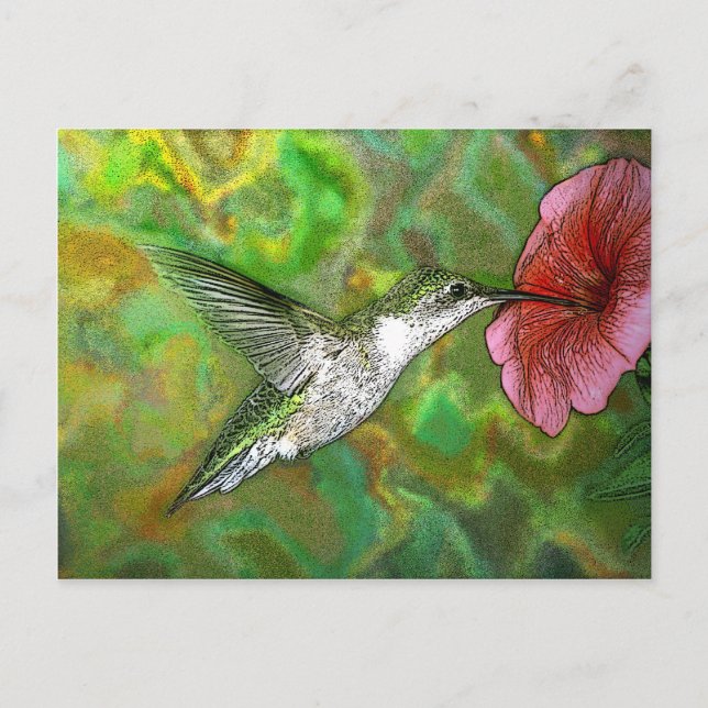 Ruby throated Hummingbird Postcard (Front)