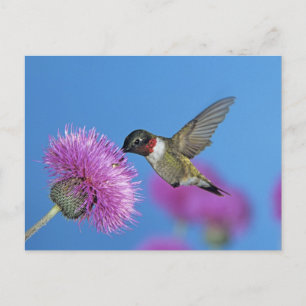Ruby-throated Hummingbird Postcard