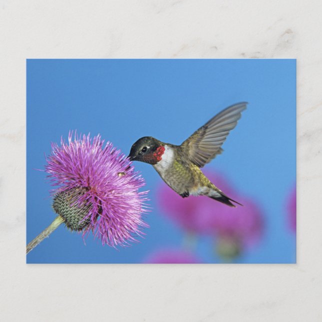 Ruby-throated Hummingbird Postcard (Front)