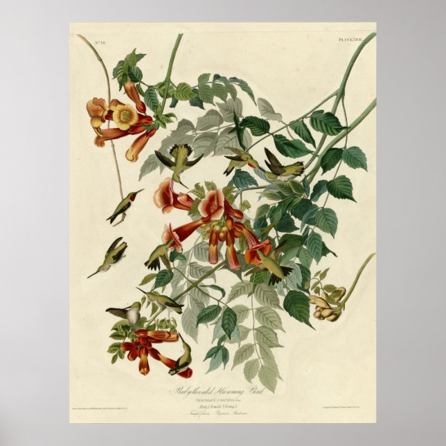 Ruby throated Hummingbird Poster (Front)