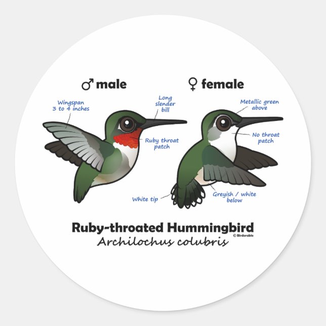 Ruby-throated Hummingbird Statistics Classic Round Sticker (Front)