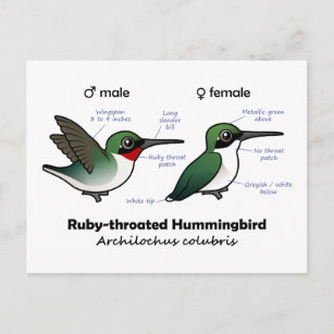 Ruby-throated Hummingbird Statistics Postcard