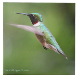 Ruby-Throated Hummingbird Tile