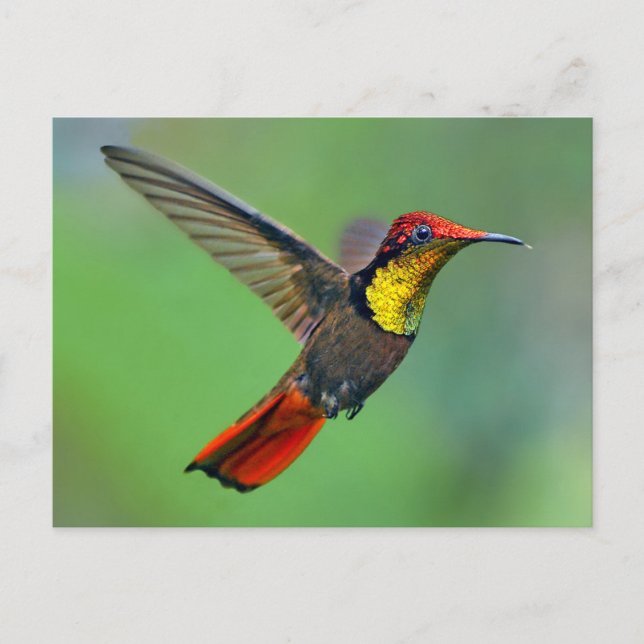 Ruby Topaz Hummingbird (Chrysolampis mosquitus) Postcard (Front)