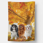 Ruby & Tri Cavalier King Charles Spaniels Garden