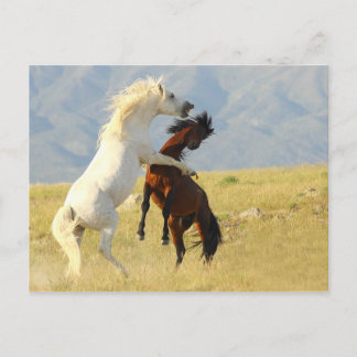 Ruckus Postcard
