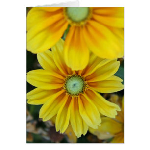 Rudbeckia, Blank