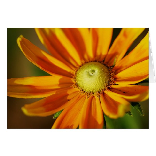 Rudbeckia Bloom (Front Horizontal)