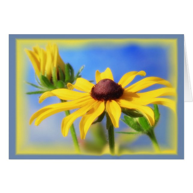 Rudbeckia Blues - Vignette (Front Horizontal)