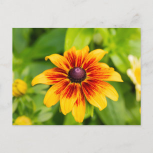 Rudbeckia Flower Postcard