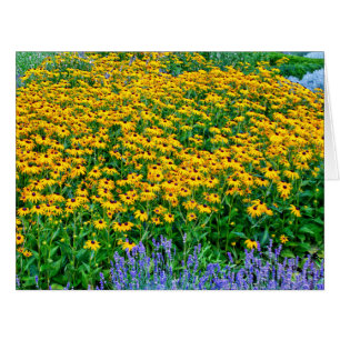 Rudbeckia Hirta And Lavender