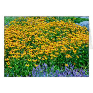 Rudbeckia Hirta And Lavender