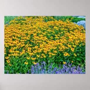 Rudbeckia Hirta And Lavender Poster