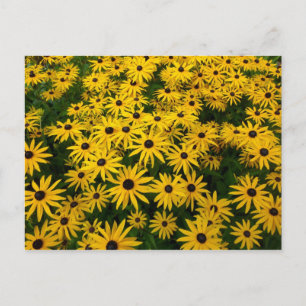 Rudbeckia Hirta (Black-eyed Susans) Postcard