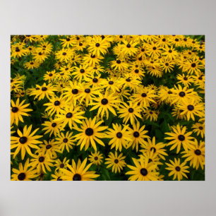 Rudbeckia Hirta (Black-eyed Susans) Poster