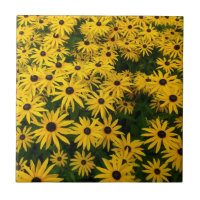Rudbeckia Hirta (Black-eyed Susans)