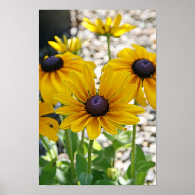 "Rudbeckia Rising" Poster (Front)