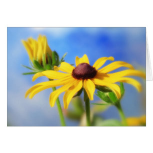 Rudbeckia Summer Dreams