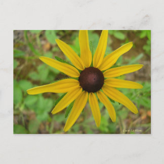 Rudbeckie hérissée postcard