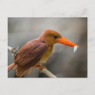 Ruddy Kingfisher Bird National Park Thailand Postcard