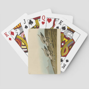 Ruddy Plover (Sanderling) Audubon Birds of America Playing Cards