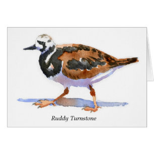 Ruddy Turnstone
