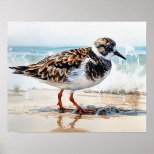 Ruddy Turnstone Bird Art Print Poster