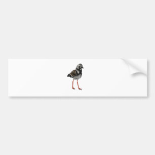 Ruddy Turnstone Bumper Sticker