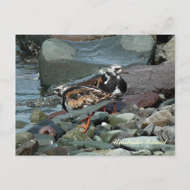 Ruddy Turnstone Sandpiper Postcard (Front)