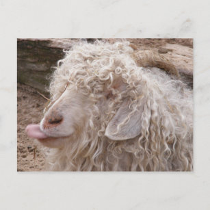 Rude Old Goat Postcard
