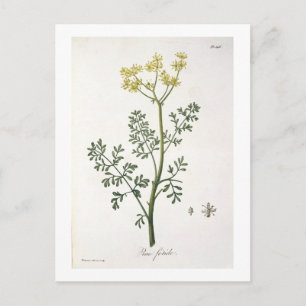 Rue from 'Phytographie Medicale' by Joseph Roques Postcard