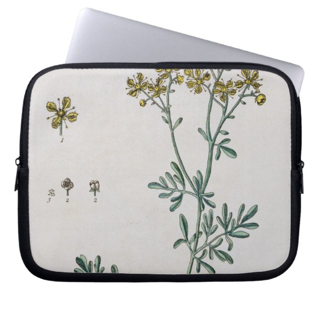 Rue, plate 7 from 'A Curious Herbal', published 17 Laptop Sleeve (Front)