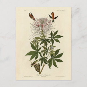Ruff-necked Humming-bird, Audubon Birds of America Postcard