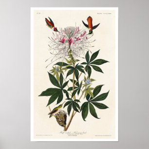 Ruff-necked Humming-bird by Audubon Poster