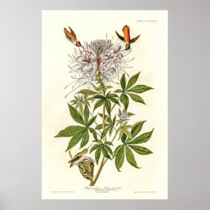 Ruff-necked Hummingbird Poster
