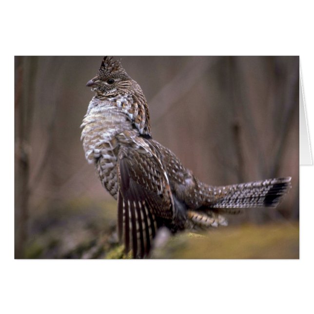 Ruffed Grouse (Front Horizontal)