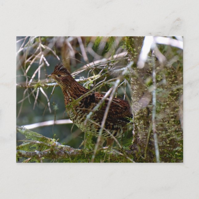 Ruffed Grouse 02 Postcard (Front)