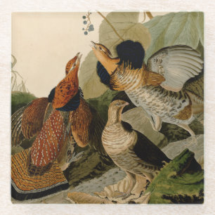 Ruffed Grouse Audubon Game Bird Glass Coaster