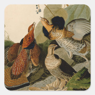 Ruffed Grouse Audubon Game Bird Square Sticker