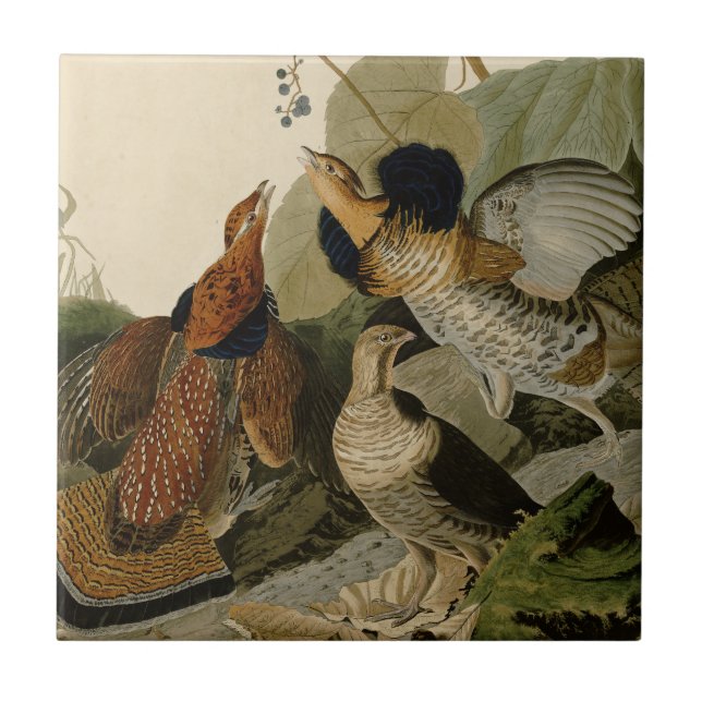Ruffed Grouse Audubon Game Bird Tile (Front)