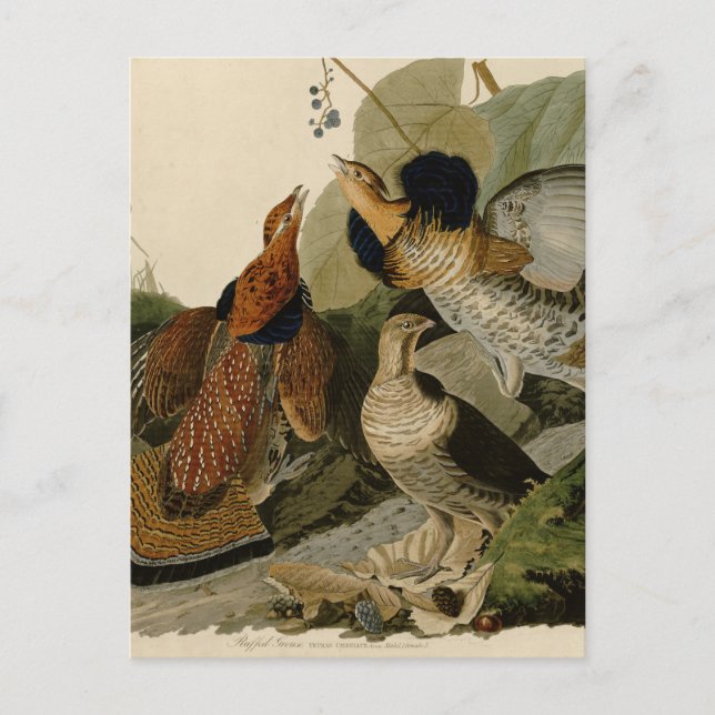 Ruffed Grouse by John Audubon Postcard (Front)