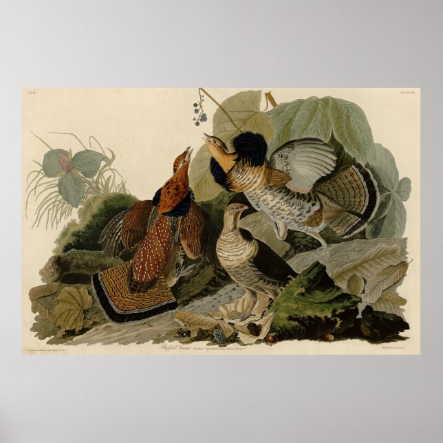 Ruffed Grouse - from Audubon's Birds of America Poster (Front)