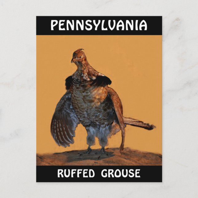 Ruffed Grouse (Pennsylvania) Postcard (Front)