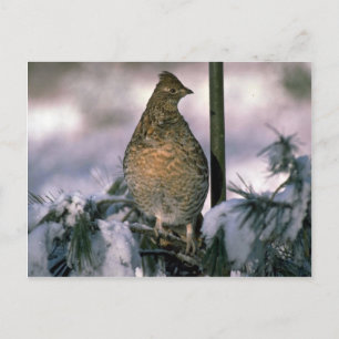 Ruffed grouse perched in a snowy tree postcard