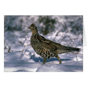 Ruffed grouse standing in snowy woods