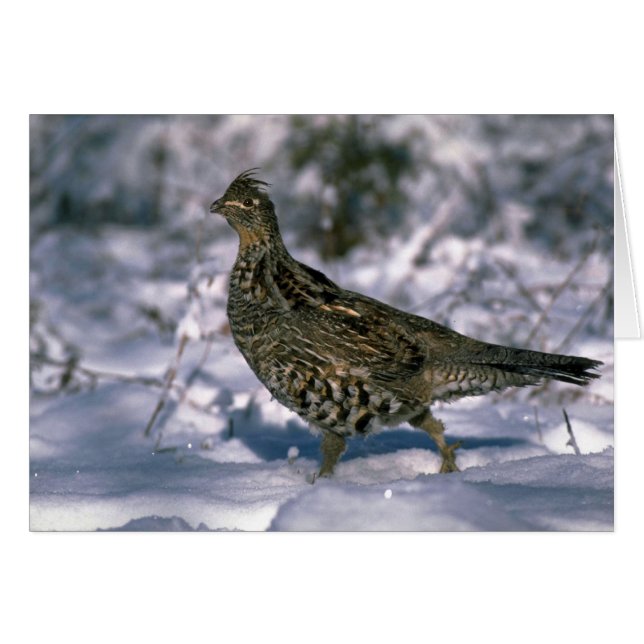 Ruffed grouse standing in snowy woods (Front Horizontal)