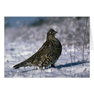 Ruffed grouse standing on snowy ground