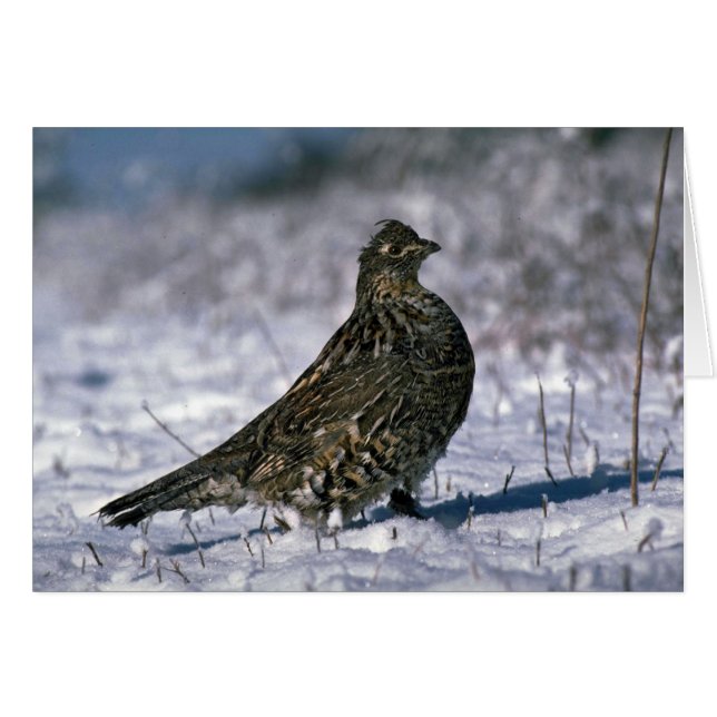 Ruffed grouse standing on snowy ground (Front Horizontal)